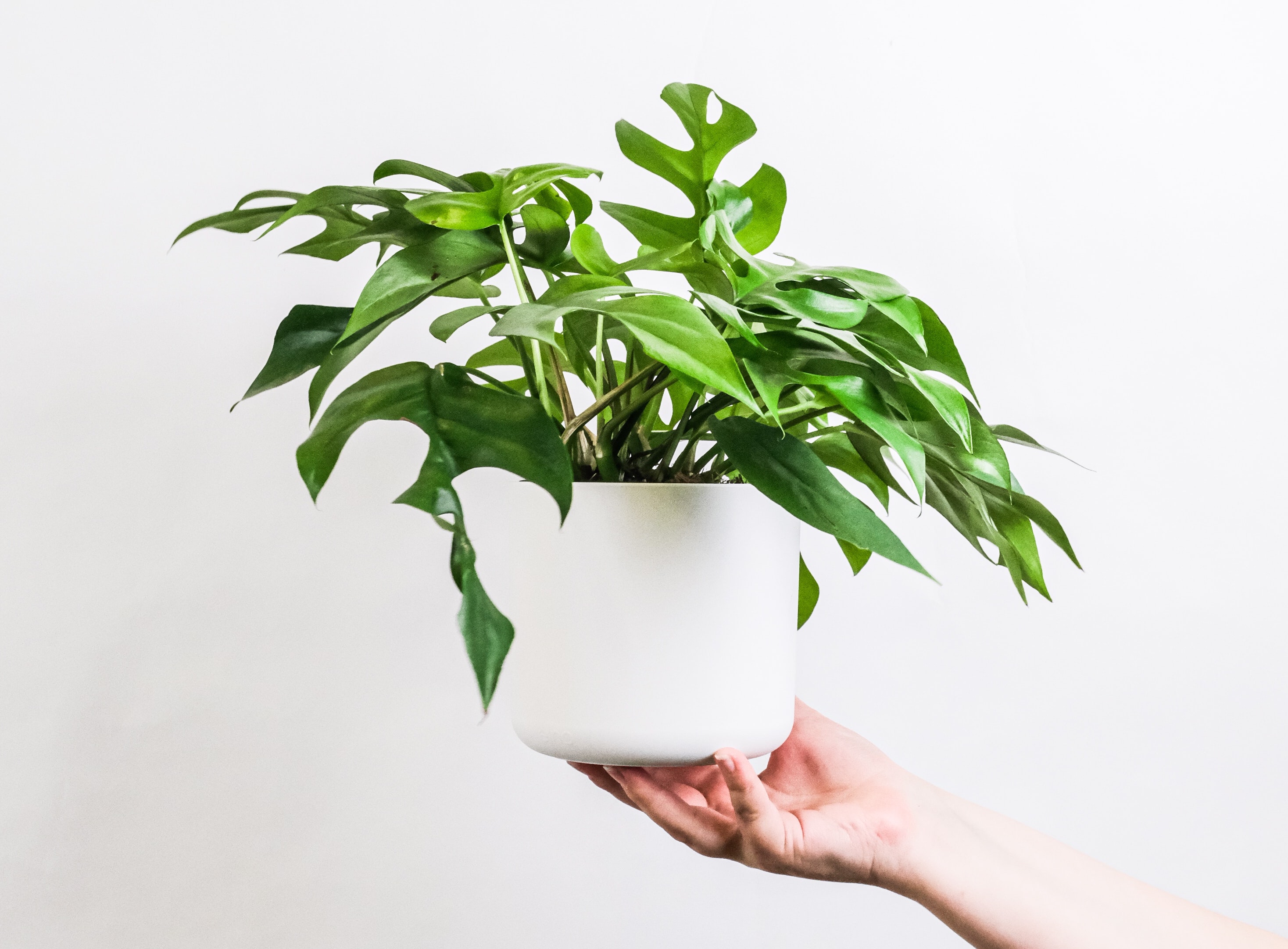 The Best Gifts for Houseplant Lovers